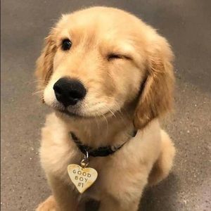 Meet your Posher, Robbin